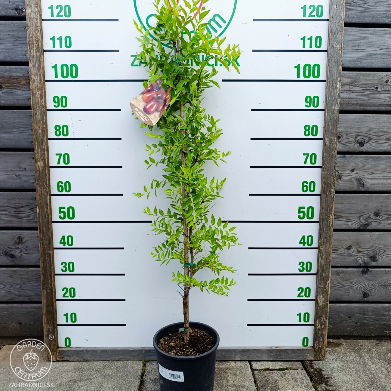Obrázok Jujuba - Čínska datľa (Ziziphus jujuba) ´SHANXI LI´ - výška 100-150 cm, kont. C5L